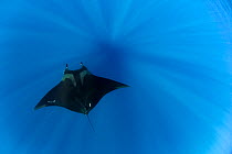 Giant Manta Ray (Manta birostris), San Benedicto Island, Revillagigedo Archipelago Biosphere Reserve (The Socorro Islands), Pacific Ocean, western Mexico, Vulnerable species.