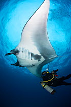 Giant Manta Ray (Manta birostris) and photographer, San Benedicto Island, Revillagigedo Archipelago Biosphere Reserve (Socorro Islands), Pacific Ocean, Western Mexico. Vulnerable species.