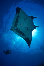 Giant Manta Ray (Manta birostris) and diver, San Benedicto Island, Revillagigedo Archipelago Biosphere Reserve (The Socorro Islands), Pacific Ocean, western Mexico. Vulnerable species.