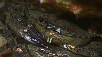 Male Velvet swimming crab (Necora puber) guarding a female prior to mating, Sark, British Channel Islands, UK, August.