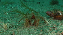 Long legged spider crab (Macropodia) walking across the seabed, Sark, British Channel Islands, UK, June.