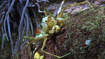 Sponge spider crab (Inachus) in a Snakelocks anemone (Anemonia viridis), Sark, British Channel Islands, UK, September.