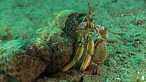 Common hermit crab (Pagurus bernhardus) with a Parasitic anemone (Calliactis parasitica) in its shell, Sark, British Channel Islands, UK, June.