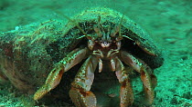 Common hermit crab (Pagurus bernhardus) Sark, British Channel Islands, UK, June.