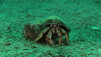 Common hermit crab (Pagurus bernhardus), Sark, British Channel Islands, UK, June.