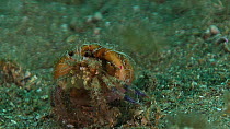 Anemone hermit crab (Pagurus prideaux) getting into a shell, with a Cloak anemone (Adamsia palliata), Sark, British Channel Islands, UK, June.