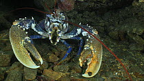 Common lobster (Homarus gammarus) retreating into a hole, Sark, British Channel Islands, UK, August.