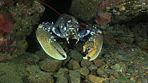 Common lobster (Homarus gammarus) approaching the camera, Sark, British Channel Islands, UK, August.