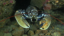 Common lobster (Homarus gammarus) approaching the camera, Sark, British Channel Islands, UK, August.