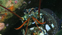 Close up of a Common lobster (Homarus gammarus) retreating into a hole, Sark, British Channel Islands, UK, August.