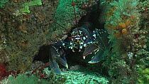 Common lobster (Homarus gammarus) retreating into a hole, Sark, British Channel Islands, UK, August.