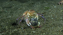 Anemone hermit crab (Pagurus prideaux) attacking another, with Cloak anemones (Adamsia palliata) covering both their shells, Sark, British Channel Islands, UK, October.