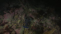 Common lobster (Homarus gammarus) hunting for food at night, Sark, British Channel Islands, UK, September.
