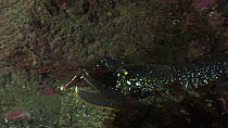 Common lobster (Homarus gammarus) returning to its hole at night, Sark, British Channel Islands, UK, September.