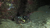 Common lobster (Homarus gammarus) feeding from a shell, Sark, British Channel Islands, UK, September.