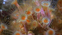 Close-up of a group of Yellow cluster anemones (Parazoanthus axinellae), Sark, British Channel Islands, UK, August.