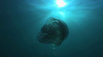 Barrel jellyfish (Rhizostoma octopus) swimming past, Sark, British Channel Islands, UK, September.