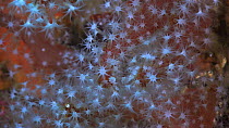 Close-up of a colony of Red sea fingers (Alcyonium glomeratum), showing polyps, Sark, British Channel Islands, UK, August.