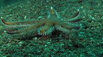 Seven rayed starfish (Luidia ciliaris) moving over the seabed, showing use of its tube feet to walk, Sark, British Channel Islands, UK, August.