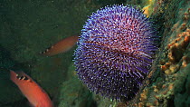 Common sea urchin (Echinus esculentus) attached to a wall, with female Cuckoo wrasse (Labrus mixtus) swimming in the background, Sark, British Channel Islands, UK, 2013.