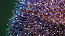 Close-up of a Common sea urchin (Echinus esculentus) showing spines and tube feet, Sark, British Channel Islands, UK, 2013.