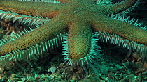 Close-up of a Seven rayed starfish (Luidia ciliaris) moving over the seabed, showing use of its tube feet to walk, Sark, British Channel Islands, UK, August.