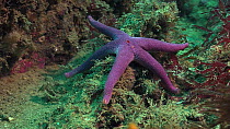Bloody Henry starfish (Henricia oculata), Sark, British Channel Islands, UK, June.