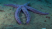 Spiny starfish (Marthasterias glacialis) moving its arms over the seabed, showing use of its tube feet, Sark, British Channel Islands, UK, August.