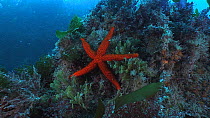 Soapy starfish (Echinaster sepositus) on a reef wall, Sark, British Channel Islands, UK, August.