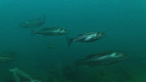 Shoal of Bass (Dicentrachus labrax), Sark, British Channel Islands, UK, August.