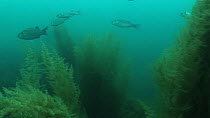 Bass Dicentrachus labrax, Wide angle, shoal swims by, 2013 , Sark, British Channel Islands, UK,