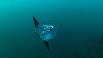 Ocean sunfish (Mola mola) , Sark, British Channel Islands, UK, September.