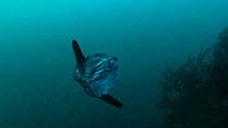 Ocean sunfish (Mola mola) , Sark, British Channel Islands, UK, September.