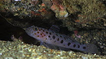 Two-spot goby (Gobiusculus flavescens), Sark, British Channel Islands, UK, June.