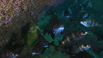 Shoal of Pouting (Trisopterus luscus), Sark, British Channel Islands, UK, June.