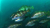 Shoal of Pouting (Trisopterus luscus), Sark, British Channel Islands, UK, June.
