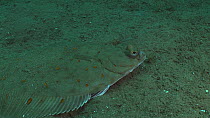 Plaice (Pleuronectes platessa) swimming over the seabed, Sark, British Channel Islands, UK, June.