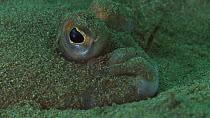 Close up of a Plaice (Pleuronectes platessa), swims away, Sark, British Channel Islands, UK, June.