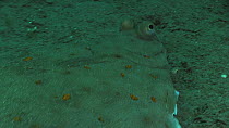 Close-up of a Plaice (Pleuronectes platessa) swimming over the seabed, Sark, British Channel Islands, UK, June.