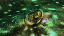 Close-up of the eye of an Undulate ray (Raja undulata), Sark, British Channel Islands, UK, June.