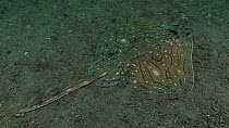 Undulate ray (Raja undulata) swimming over and then resting on the seabed, Sark, British Channel Islands, UK, June.