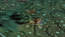 Close-up of the eyes of an Undulate ray (Raja undulata), Sark, British Channel Islands, UK, June.