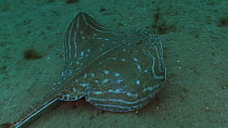 Small-eyed ray (Raja microocellata) swimming away, Sark, British Channel Islands, UK, July.