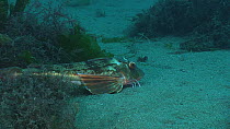 Tub gurnard (Trigla lucerna) swimming and resting on the seabed, showing use of finger like pectoral fins, Sark, British Channel Islands, UK, August.