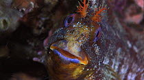 Close-up of a Tompot blenny (Parablennius gattorugine) looking around on the seabed, Sark, British Channel Islands, UK,