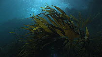 Furbelows seaweed (Saccorhiza polyschides), with fronds moving in the current, Sark, British Channel Islands, UK, June.