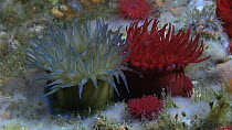 Beadlet sea anemone (Actinia equina), in both red and green colour forms, Sark, British Channel Islands, UK, July.