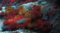 Colony of Beadlet sea anemones (Actinia equina), showing red, orange and green colour forms, Sark, British Channel Islands, UK, July.