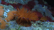 Beadlet sea anemone (Actinia equina), orange colour form, Sark, British Channel Islands, UK, July.