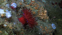 Beadlet sea anemone (Actinia equina), red colour form, Sark, British Channel Islands, UK, July.